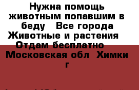 Нужна помощь животным попавшим в беду - Все города Животные и растения » Отдам бесплатно   . Московская обл.,Химки г.